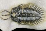 Short-Fork Walliserops Hammi Trilobite - Foum Zguid, Morocco #161462-1